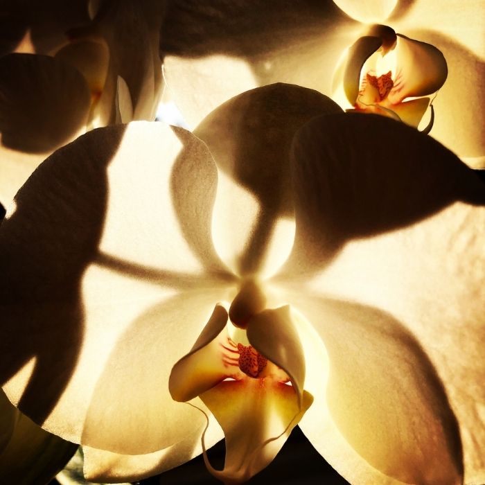 orchide-sol-beige-kvad