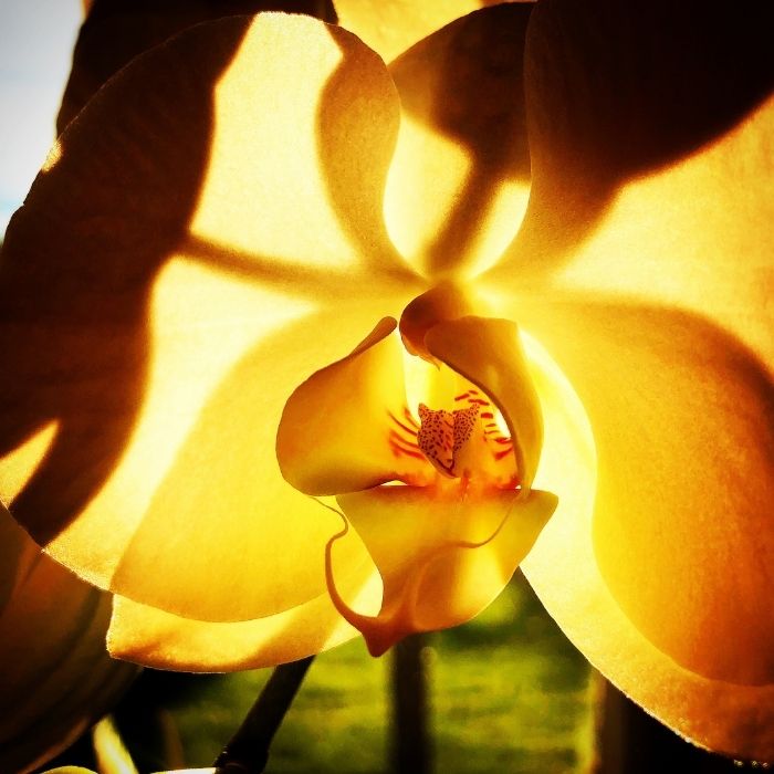 orchide-sol-kvad
