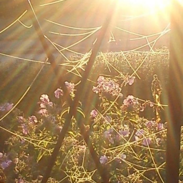 spindelnät-i-sol-kvad
